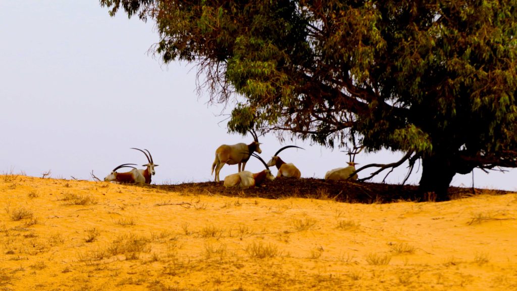 Animaux du Parc National de Souss-Massa près d’Agadir