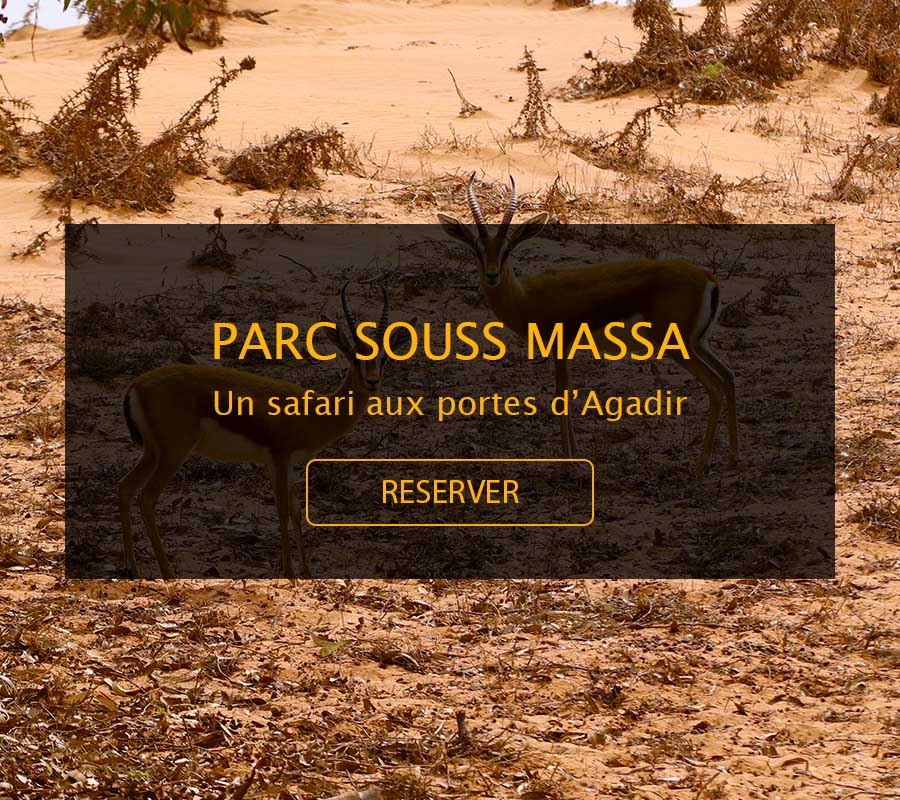 Amazigh Immersion - Guide - Excursion - Agadir - Souss Massa