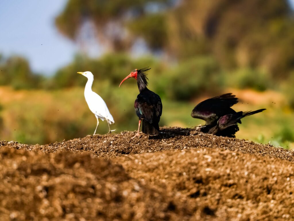 Oiseaux dans les zones humides du Souss-Massa