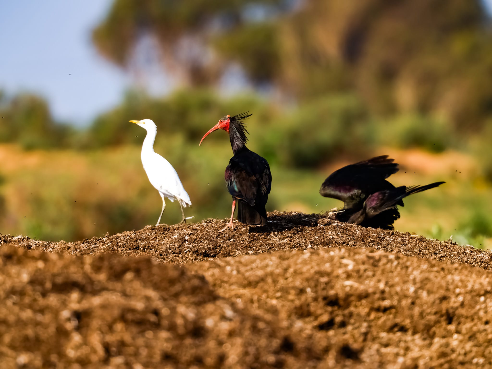 Oiseaux dans les zones humides du Souss-Massa