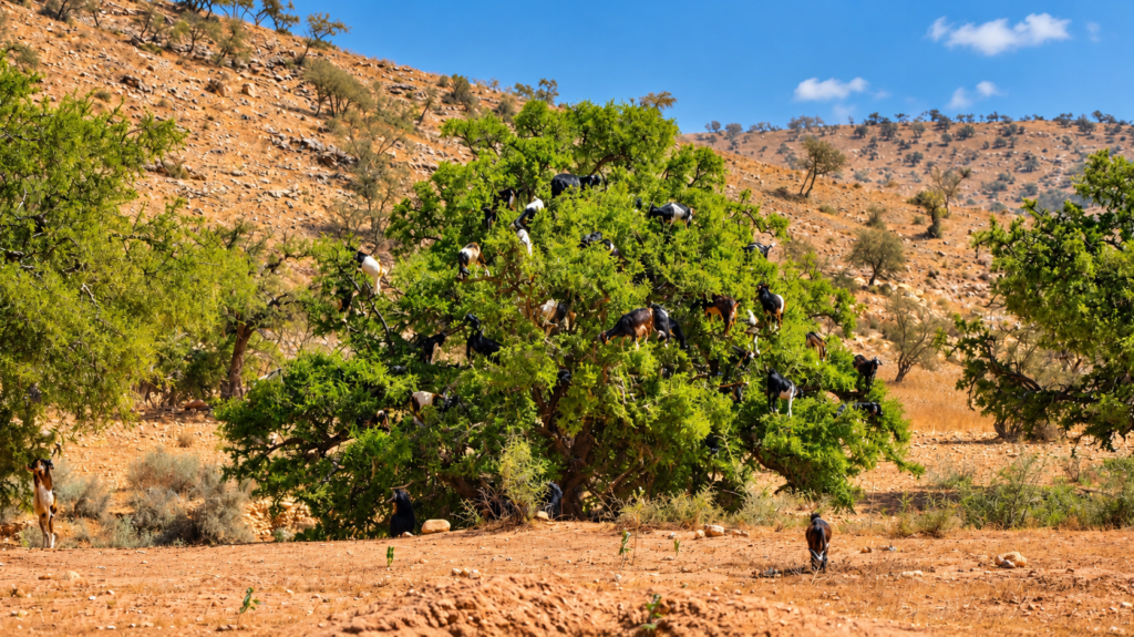Chèvres perchées dans un arganier au Maroc