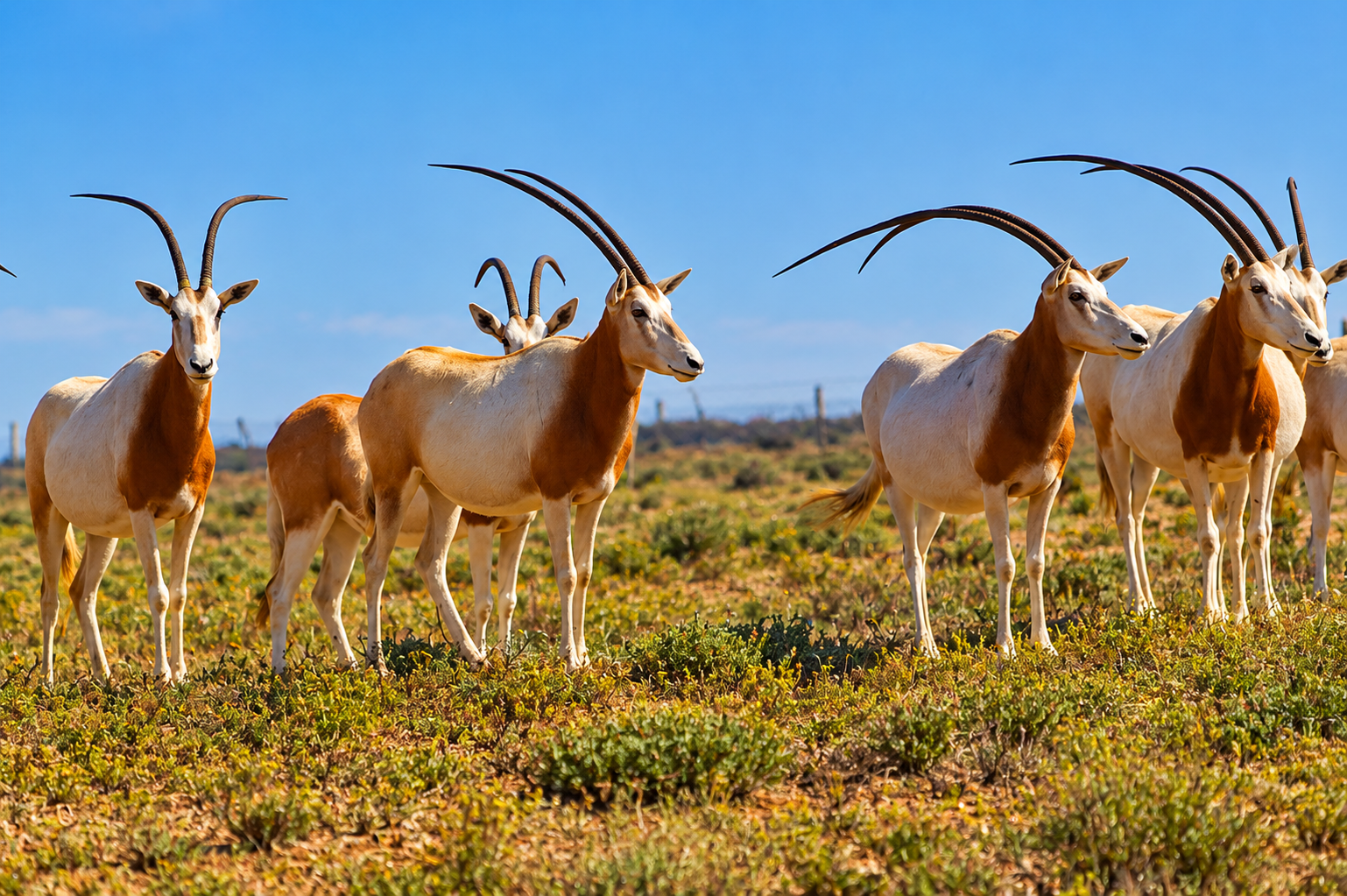 Groupe d’antilopes Oryx dans le Parc National de Souss-Massa, au sud d’Agadir, au Maroc.