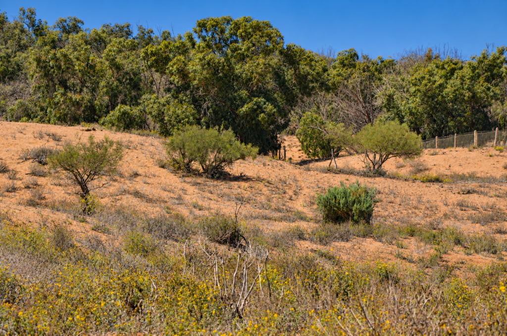 Paysage de végétation semi-aride sur le trajet vers le Parc National de Souss-Massa