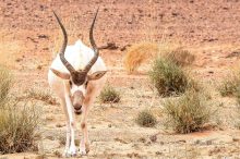 Amazigh-immersion-parc-national-souss-massa-12